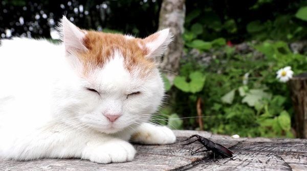 ノコギリクワガタと猫