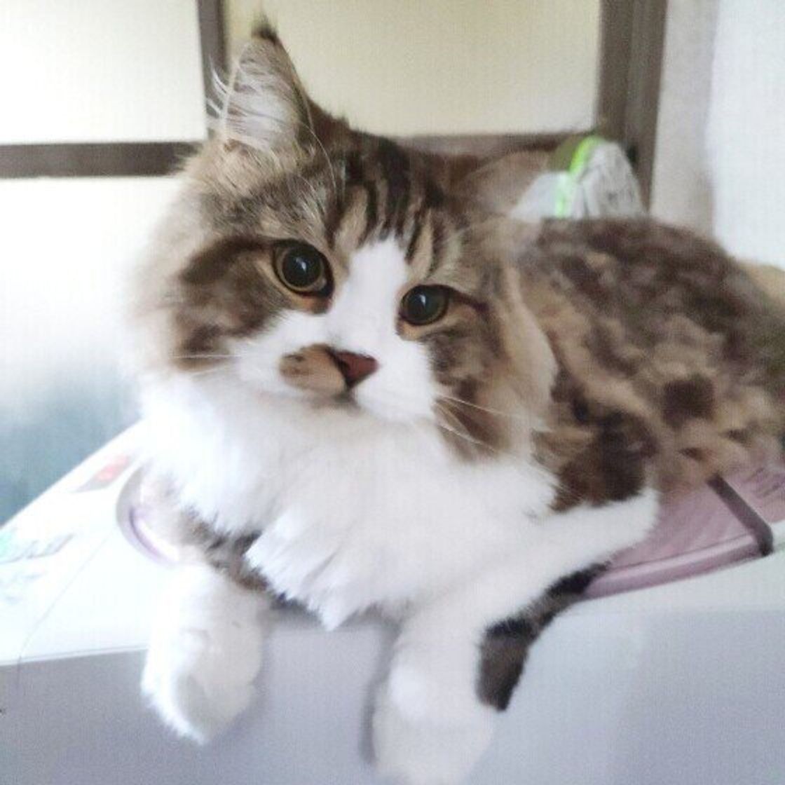 2021年最新 オス猫の去勢手術の費用はどのくらい 助成金についても解説 ねこのきもちweb Magazine