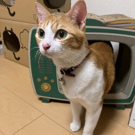 立つあずきちゃん（MIX）