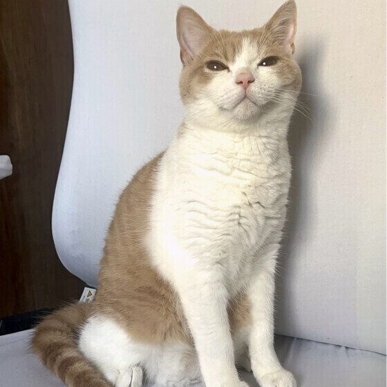 ブリティッシュショートヘアのみるきちゃん