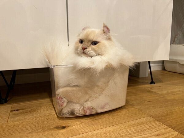 箱の中に入るおこめちゃん