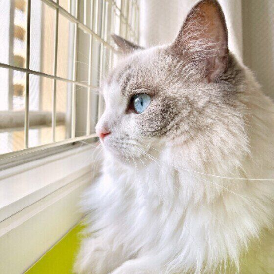 ニャルソックをするラグドール