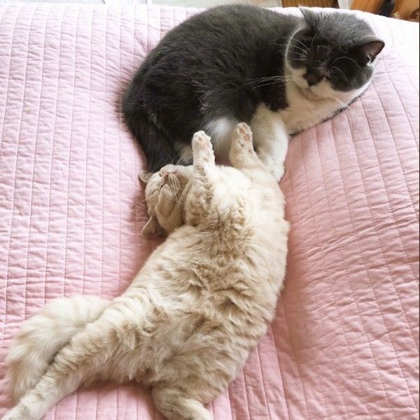 鼻ちゅーにゃんこ