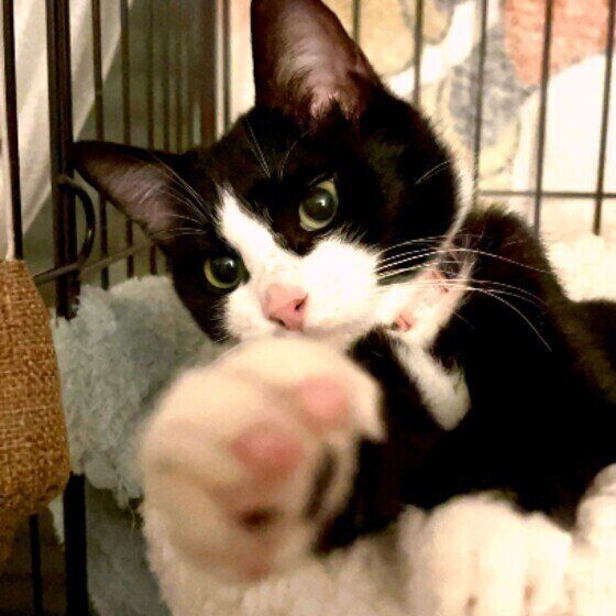 猫パンチする猫