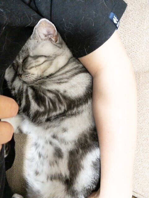 ねこのきもちWEB MAGAZINE ねこの日企画「MEN'S CAT」