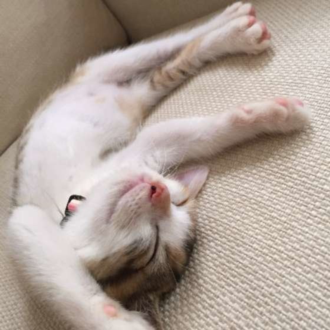 猫のなつき方 飼い主さんにしか見せない一面とは ねこのきもちweb Magazine 猫のなつき方 飼い主さんにしか見せない一面とは ねこのきもちweb Magazine