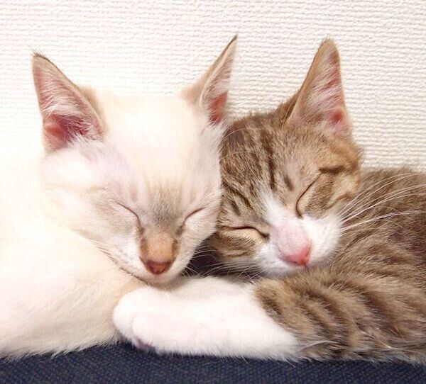 寄り添って眠るほのちゃんとぼのくん