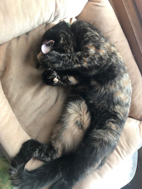 目を覆って寝ている猫