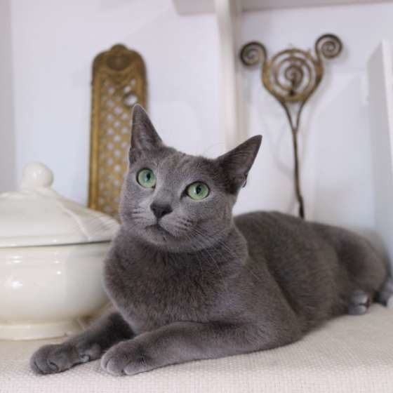 ロシアンブルーのシェンランちゃん