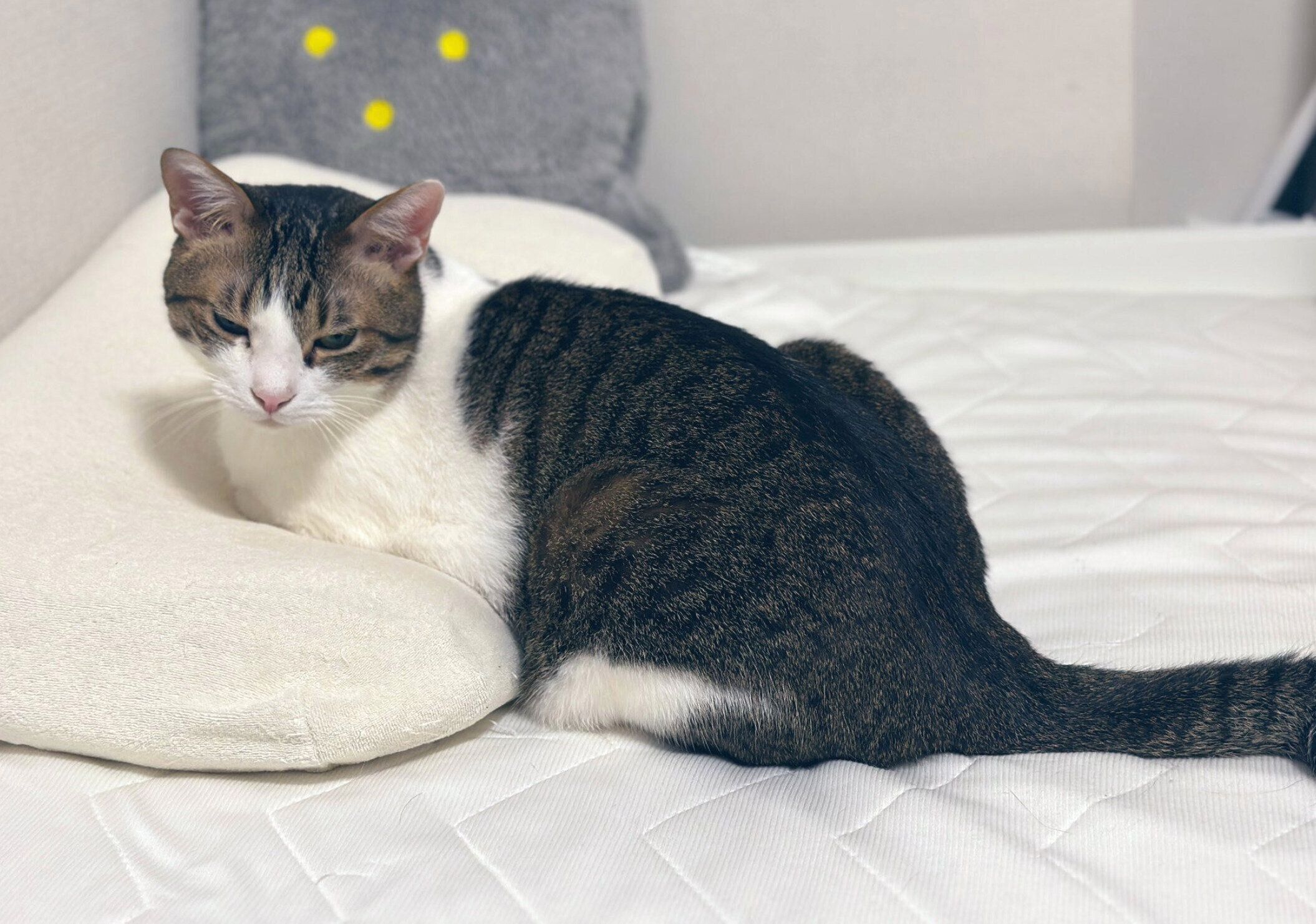 添い寝待ちのくろみつくん