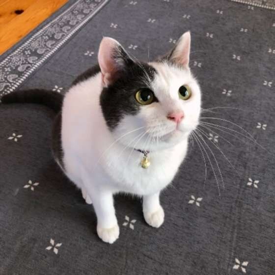 たまくん（MIX　黒×白）