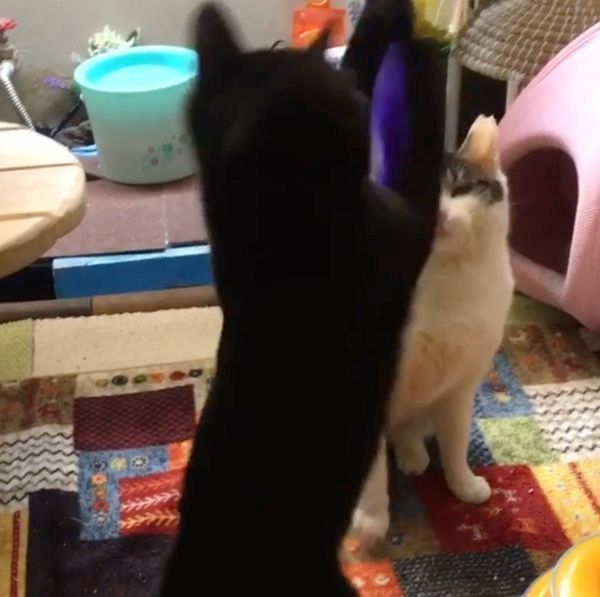 猫じゃらしで遊ぶ猫