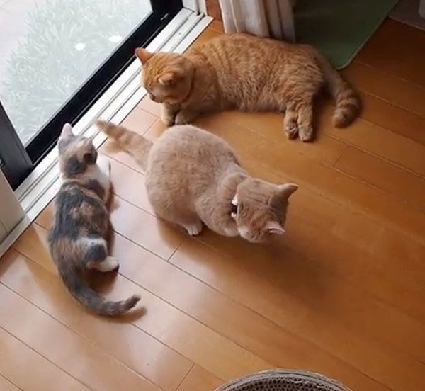 マイペースなマンチカン