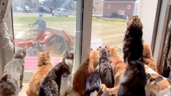 田植え作業を見つめる猫