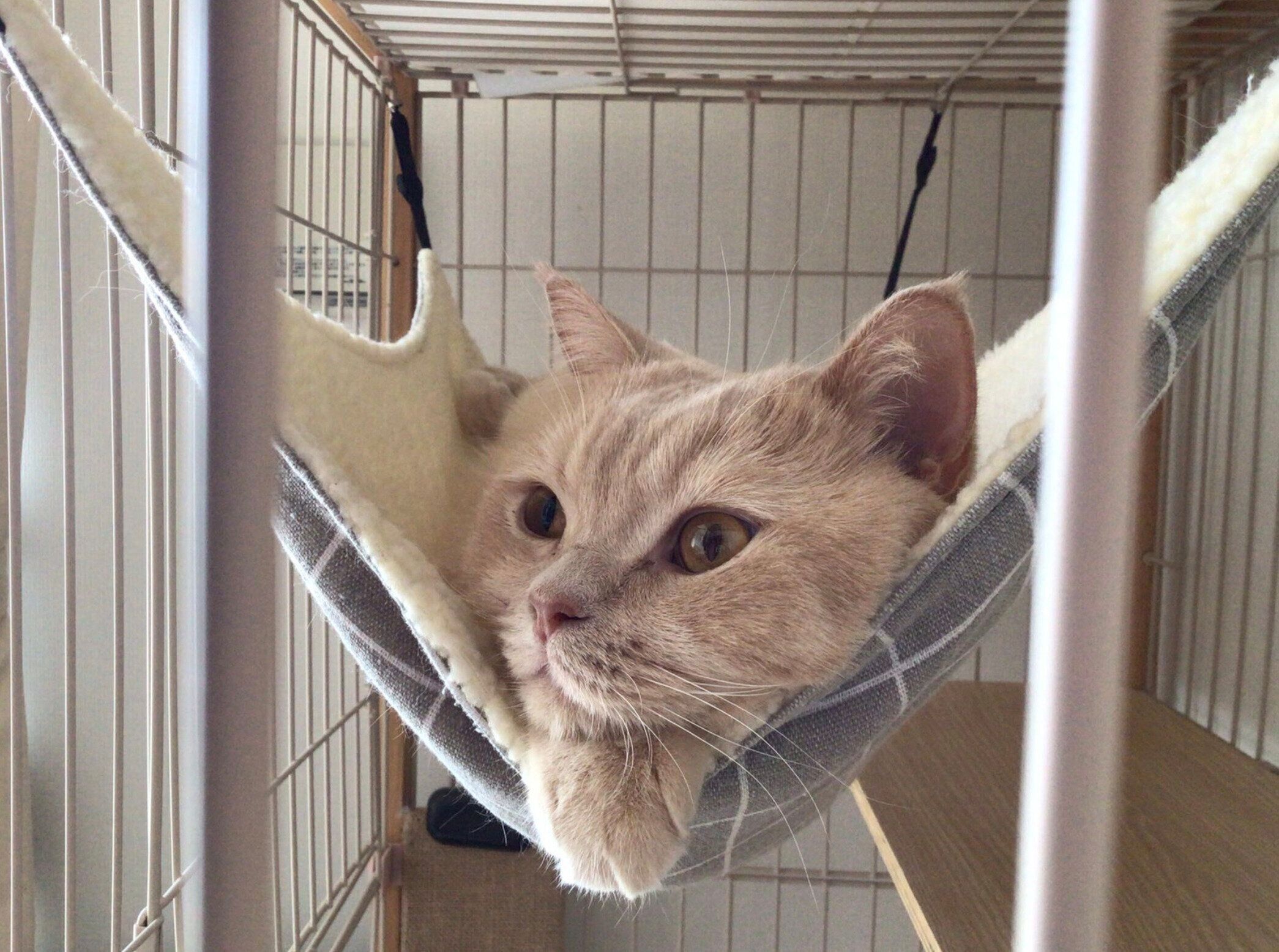 ハンモックでくつろぐQ太郎くん