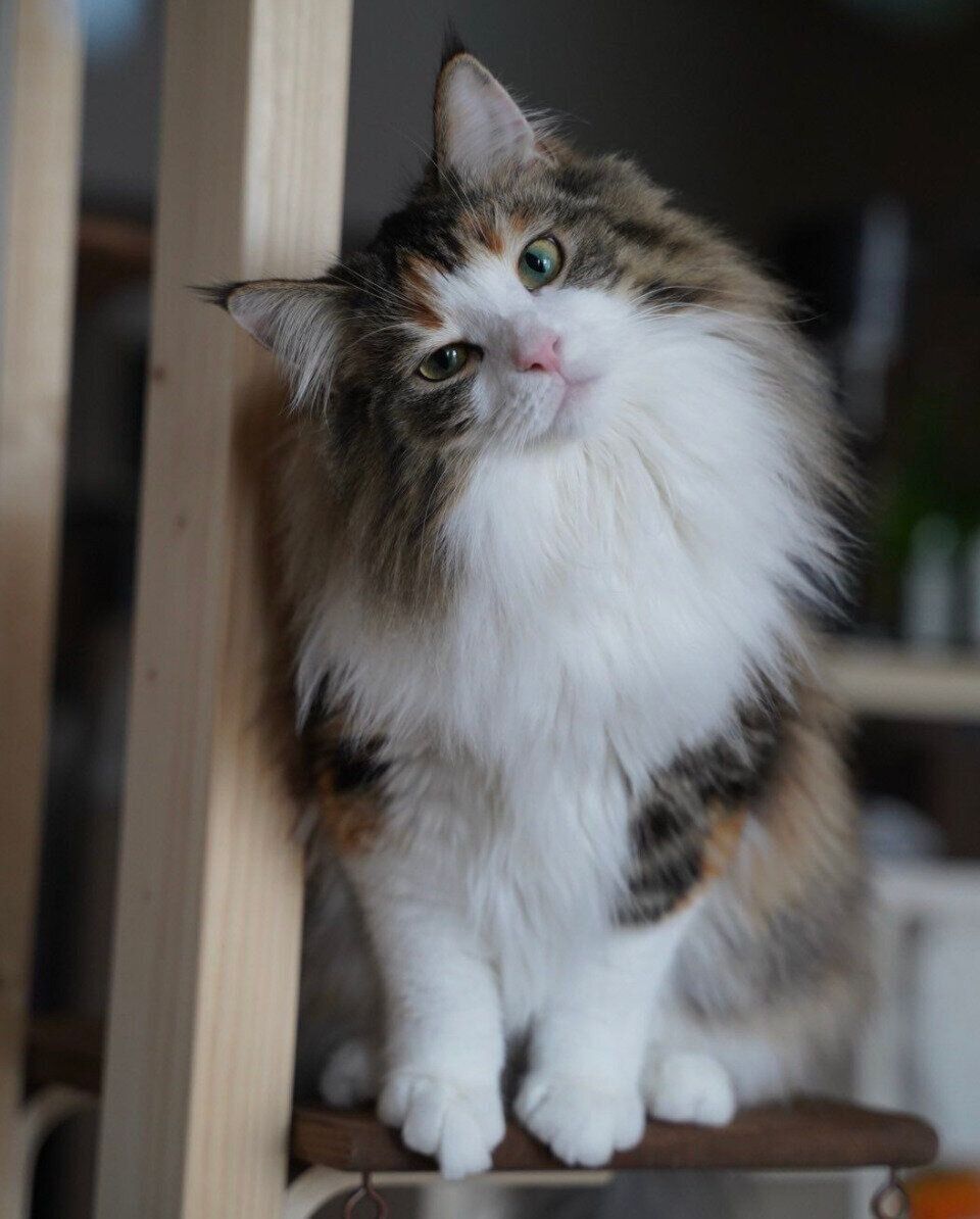 首をかしげるあんみつちゃん