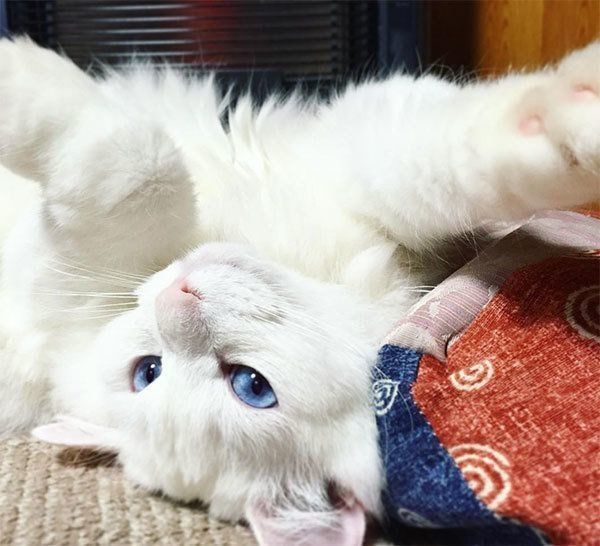 元保護猫・風ちゃん