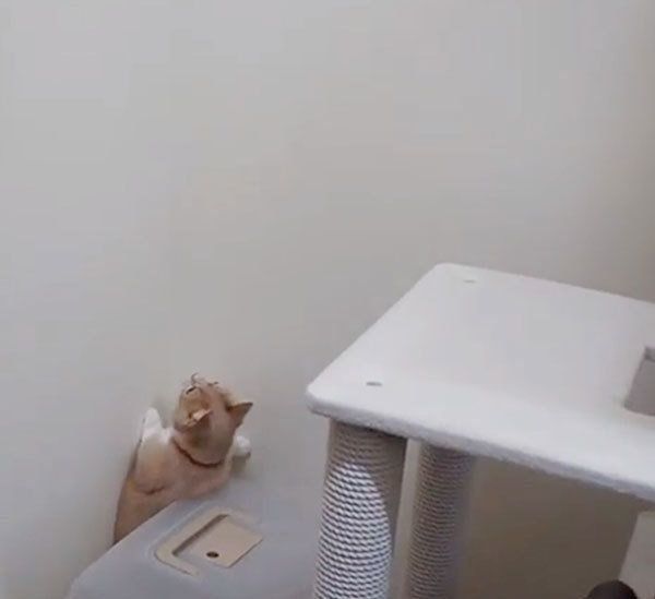 落ちるマンチカン