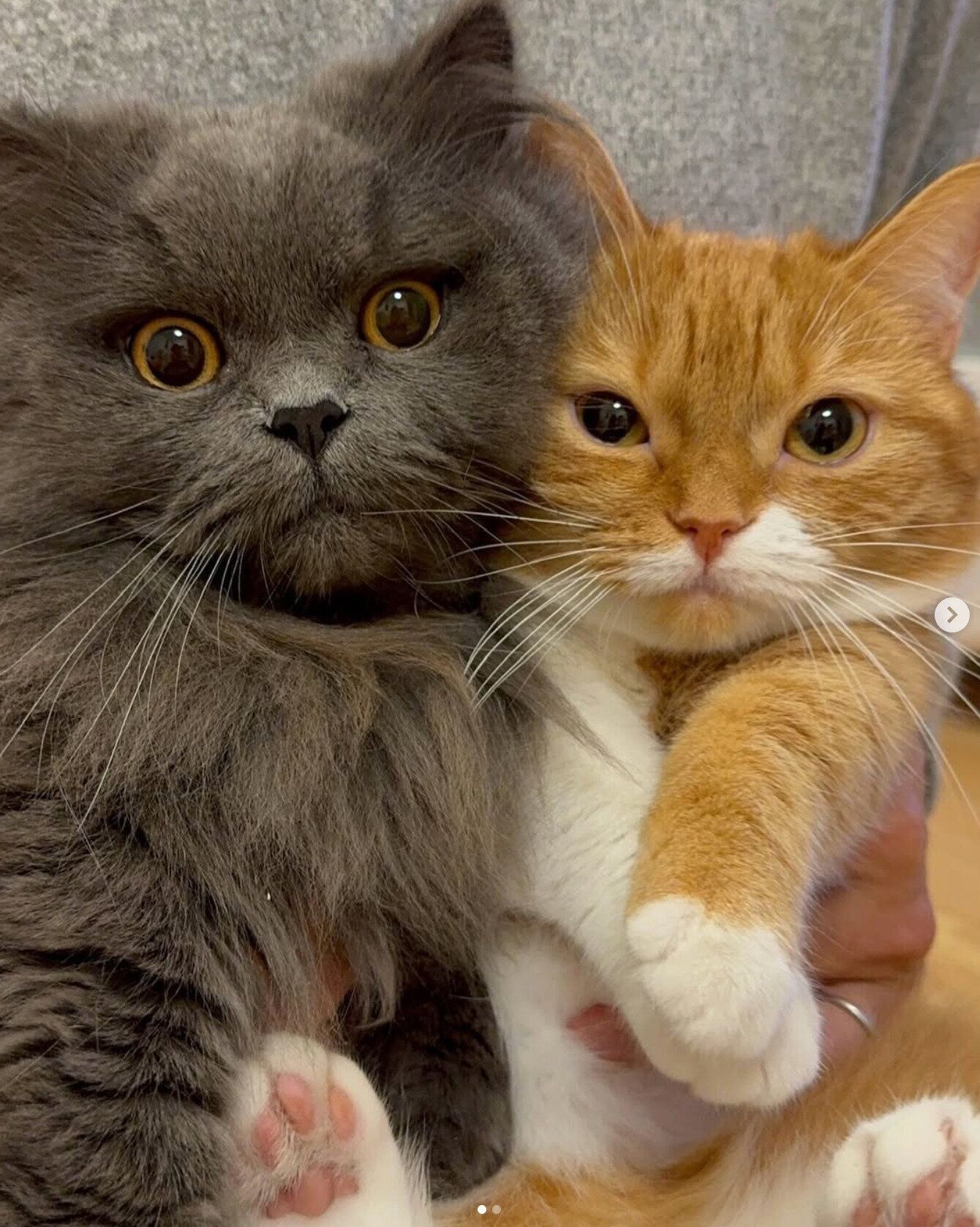 ウニちゃんとアオくん