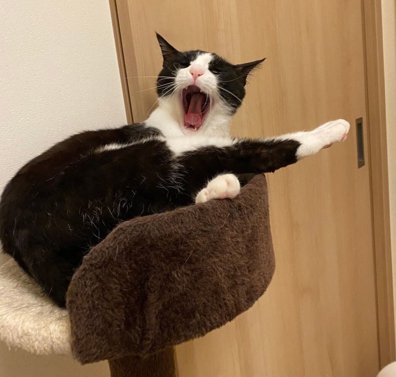 あくびをするロックくん