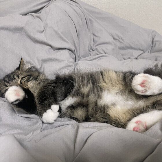 ベッドを占拠するラガマフィン