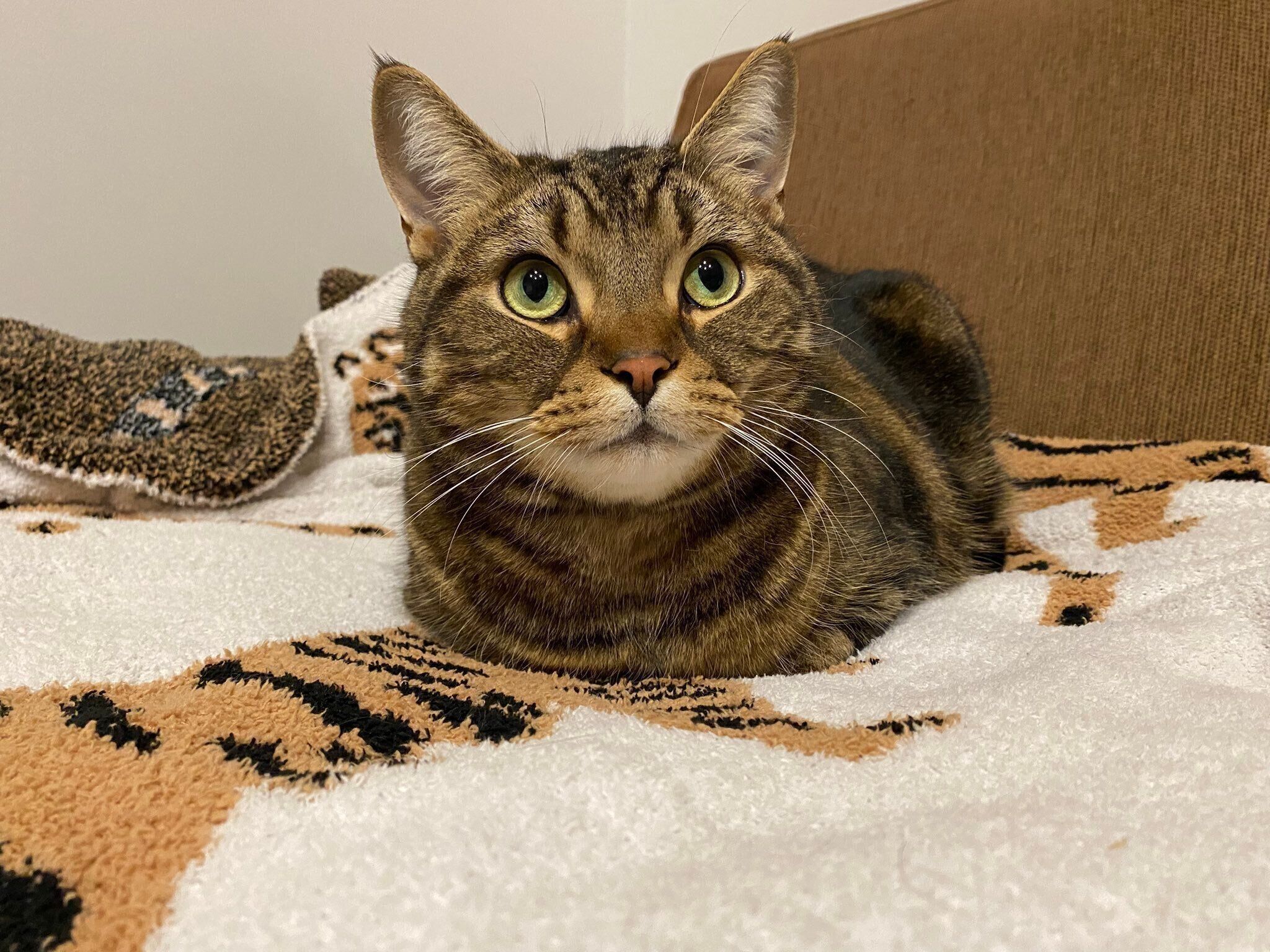 まったりするほっけくん