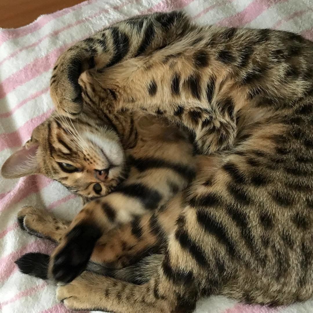 ベンガル_ブラウンスポテッドタビー