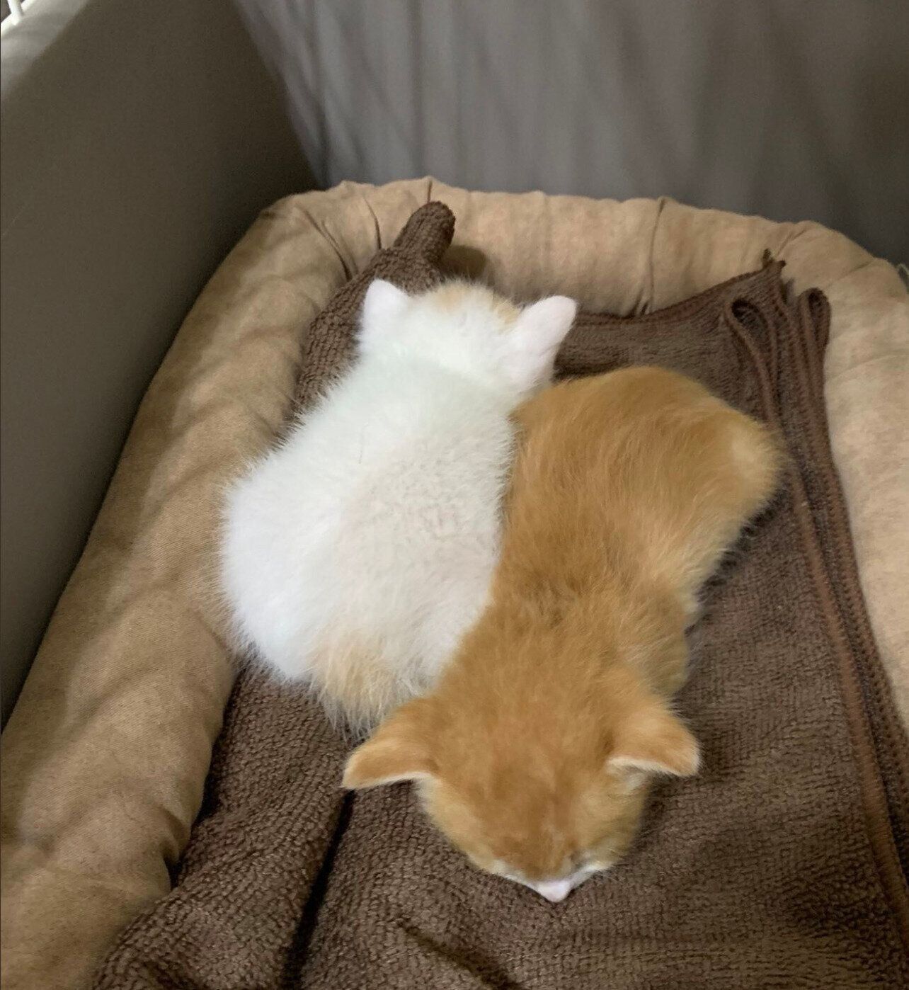 子猫時代のちゃむ様、まろ様