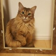 サイベリアンの特徴と性格 飼い方 価格相場など 猫図鑑 ねこのきもちweb Magazine サイベリアンの特徴と性格 飼い方 価格相場など 猫図鑑 ねこのきもちweb Magazine