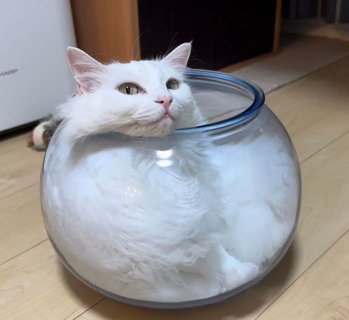 金魚鉢の中に入る雪之丞ちゃん