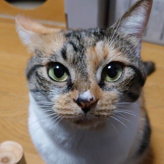 MIXミケのこなつちゃん