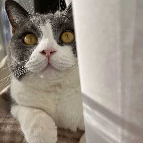 ブリティッシュSのまめくん