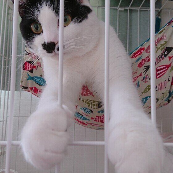 ケージから手を出す海大くん