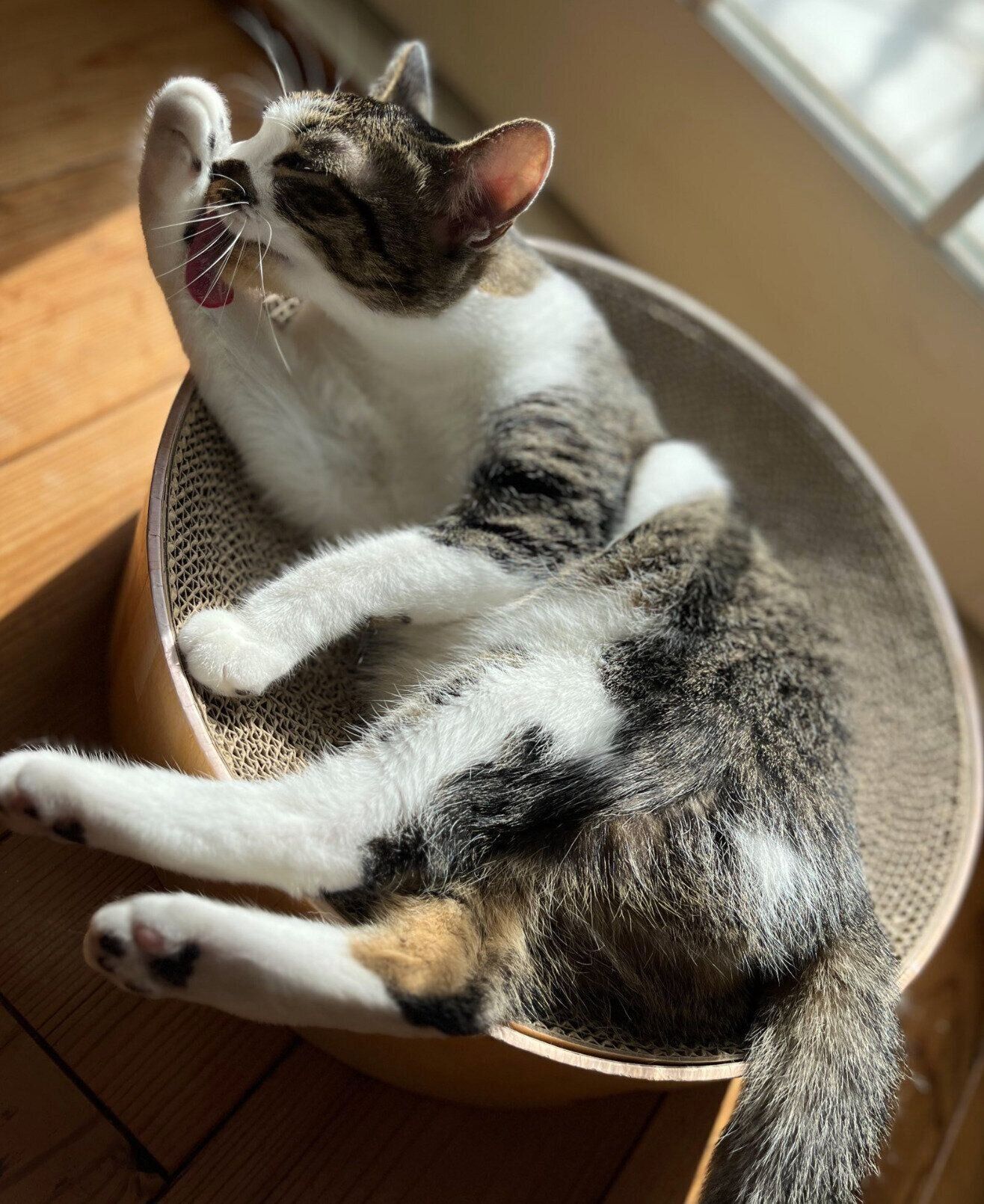 毛づくろいするぽんずちゃん