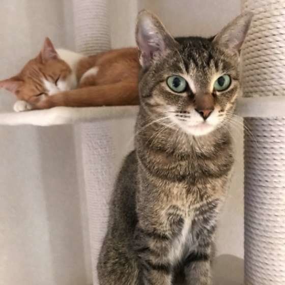 キャットタワーに座る猫