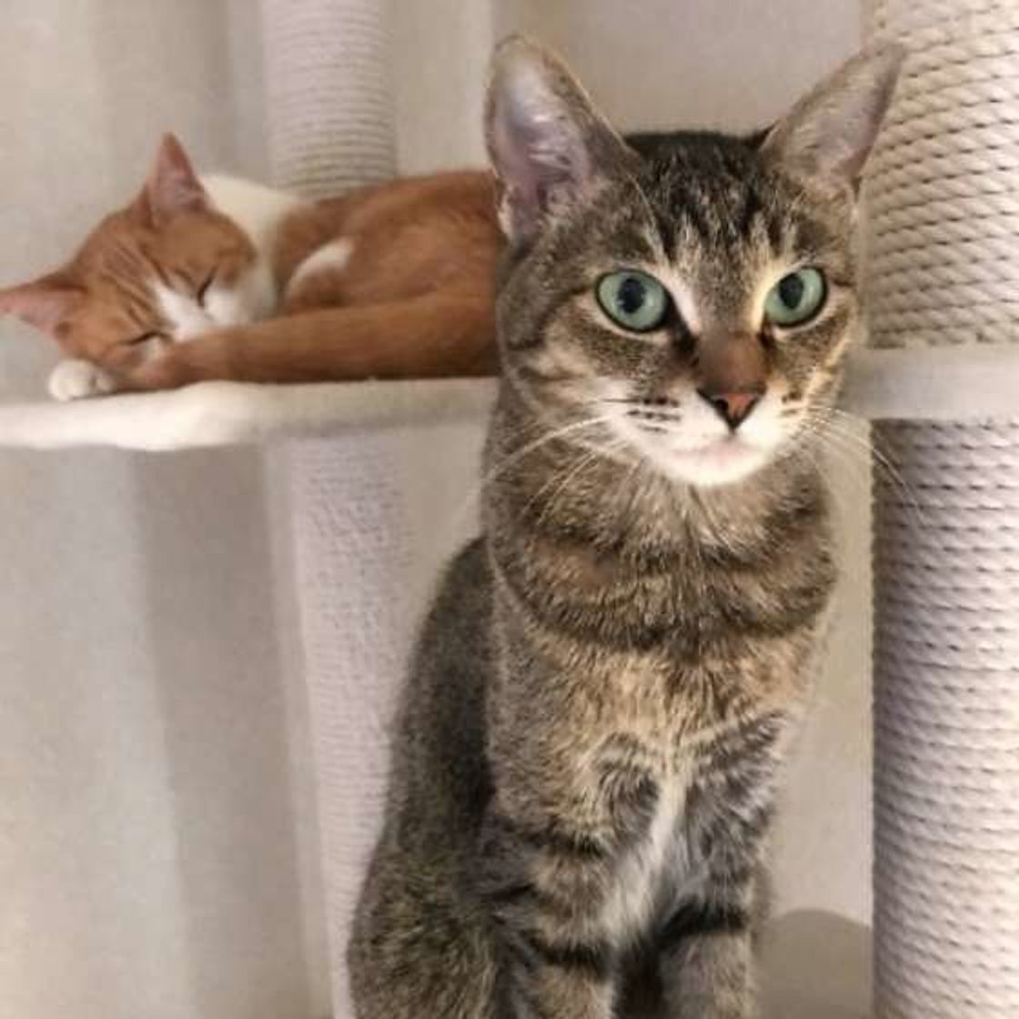愛情のつもりが 飼い主さんが愛猫にやりがちな コミュハラ 4つ ねこのきもちweb Magazine 愛情のつもりが 飼い主さんが愛猫にやりがちな コミュハラ 4つ ねこのきもちweb Magazine