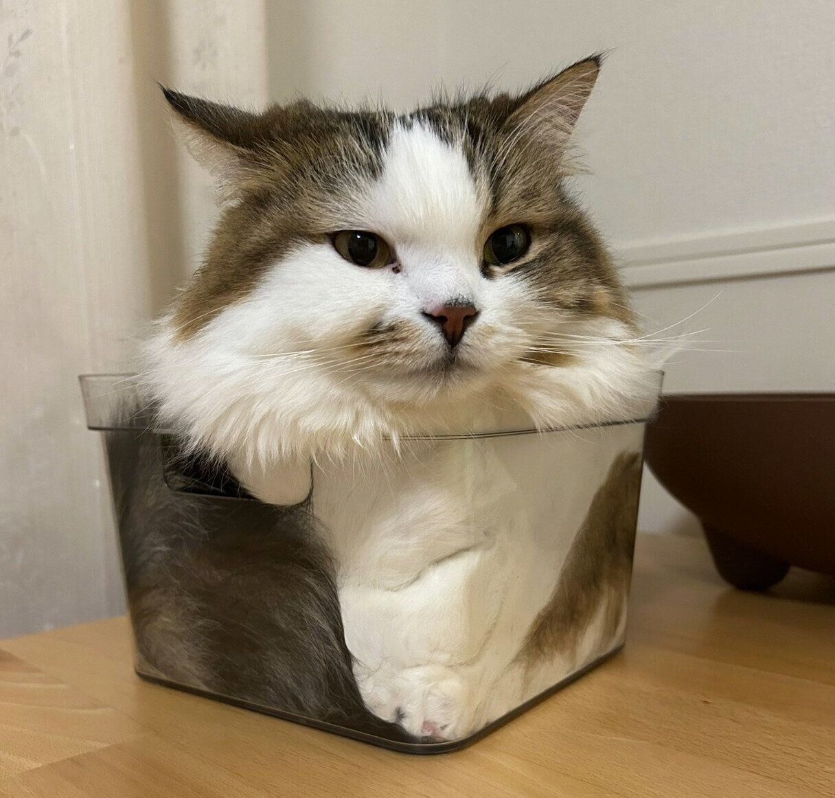 箱の中に入るこむぎくん