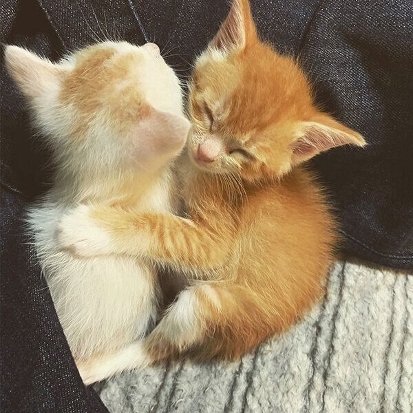 子猫時代のちゃむ様、まろ様