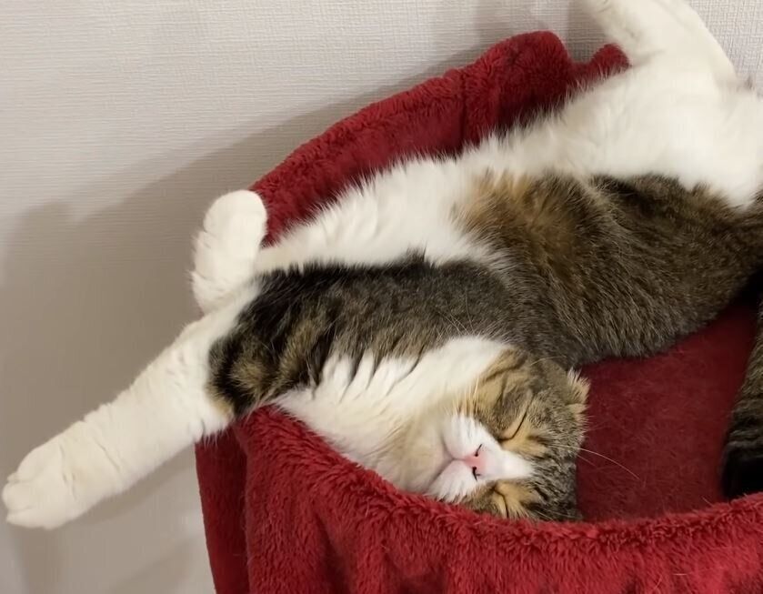 独特なポーズで寝るスコティッシュフォールド