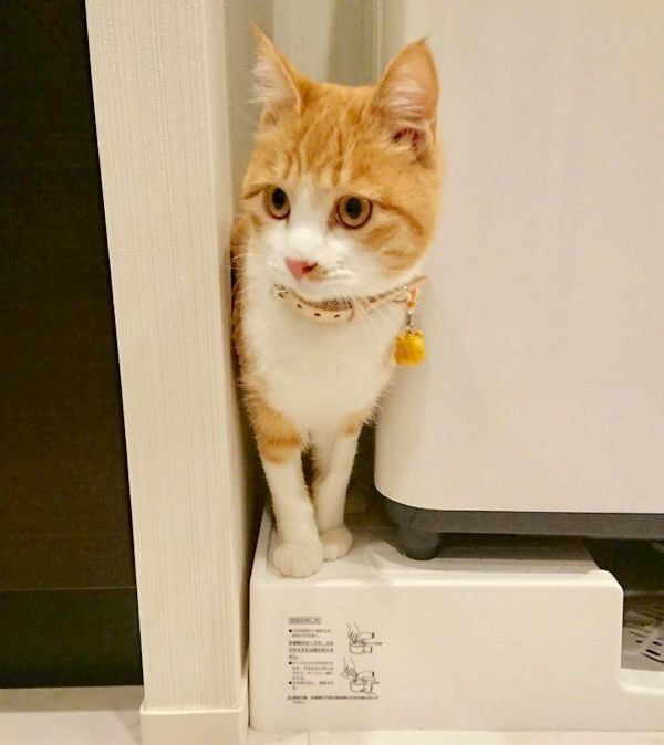 元保護猫のきなこちゃん