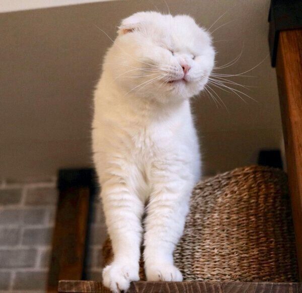 おまんじゅうのような顔をするむくちゃん