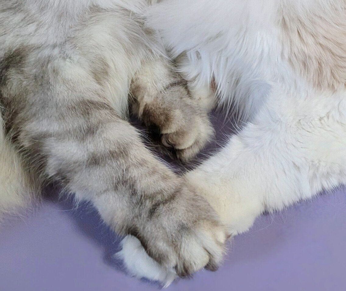 手を繋いでいるように見えるしゅらくん、りおらくん