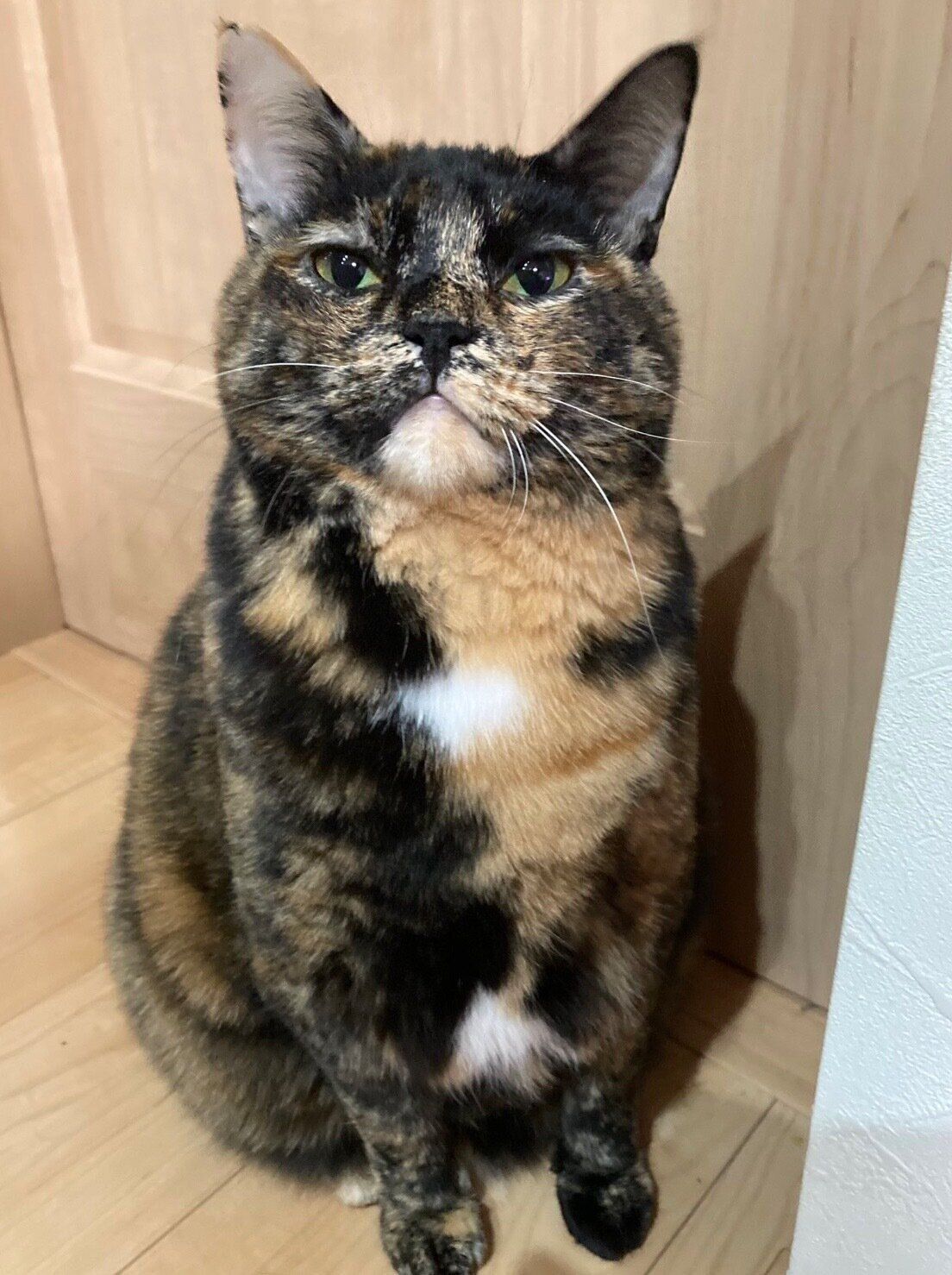 成長したきゅーちゃん