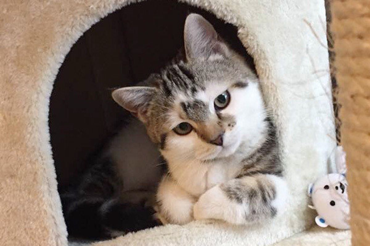 愛猫の目をじーっと見つめ返す行為 猫の本音は意外なものだった ねこのきもちweb Magazine 愛猫の目をじーっと見つめ返す行為 猫の本音は意外なものだった ねこのきもちweb Magazine