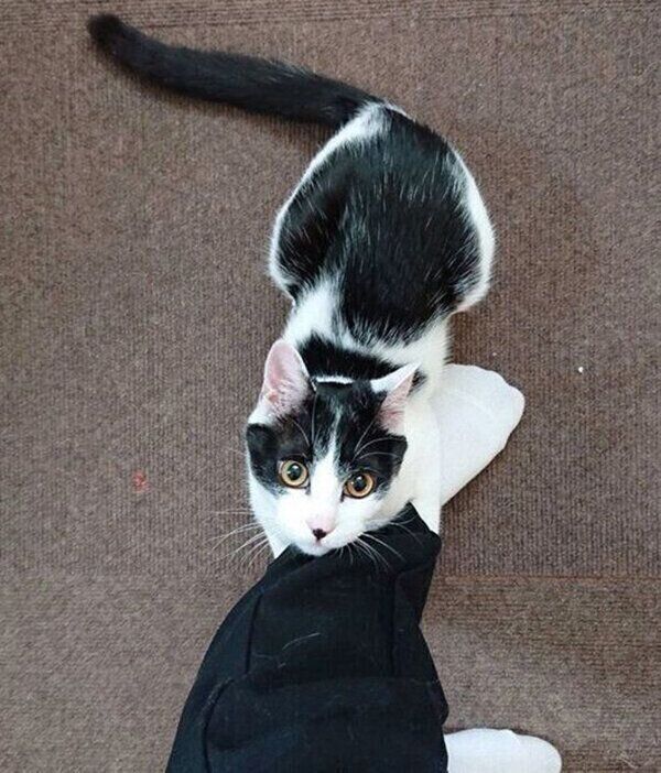 飼い主さんの足にしがみつくむすびくん