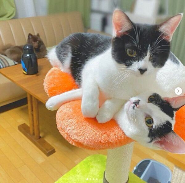 キャットタワーでくつろぐだー子ちゃん、ききちくん