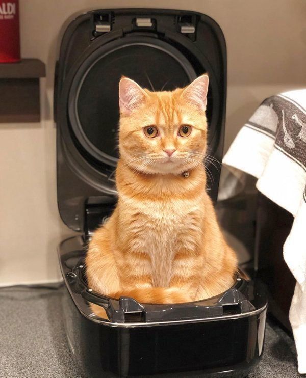 茶トラのhanaちゃん