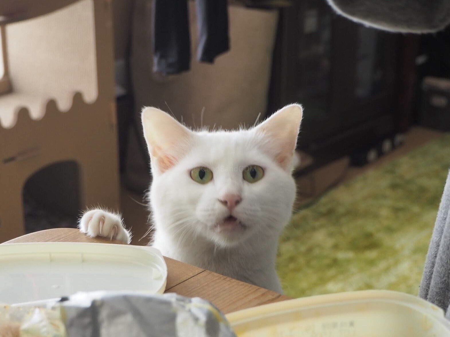 妊娠中のににちゃん