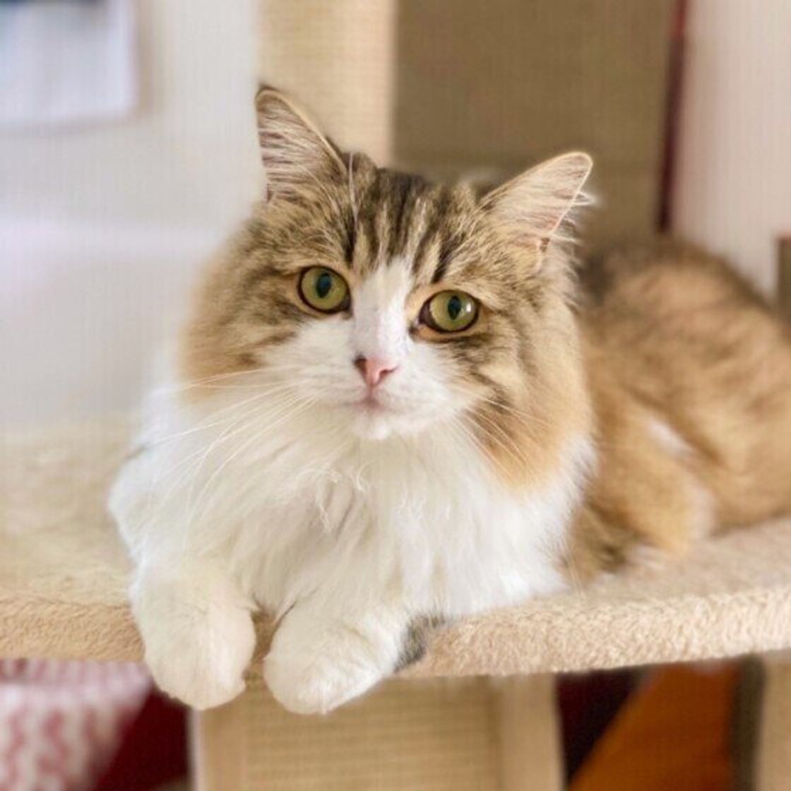 芸達者で社交的 犬っぽい 猫 サイベリアン ってどんな猫種 ねこのきもちweb Magazine 芸達者で社交的 犬っぽい 猫 サイベリアン ってどんな猫種 ねこのきもちweb Magazine