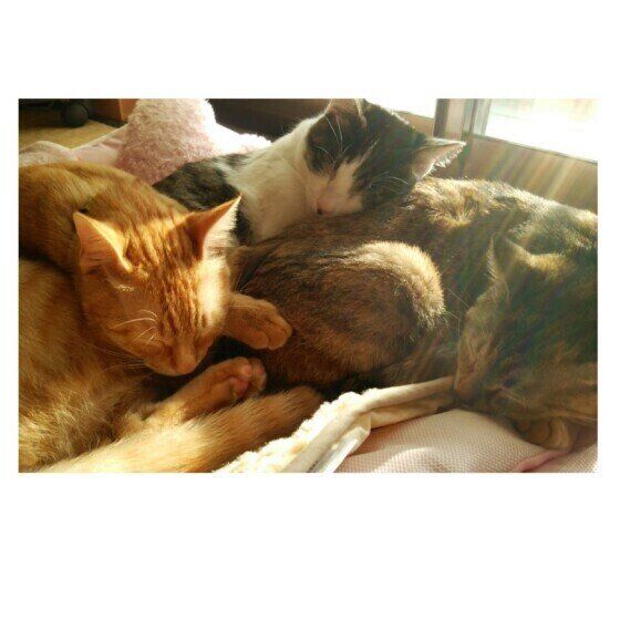 茶トラのこはくくんたち